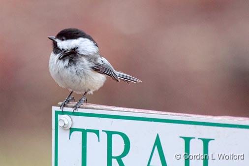 Chickadee On A Sign_24810.jpg - Black-capped Chickadee (Poecile atricapillus) photographed at Ottawa, Ontario, Canada.